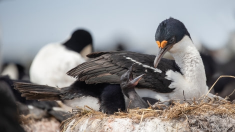 HDSEC-21, Day 18_Bleaker Island - Blue eyed shags 3 - Oceanwide Expeditions.jpg