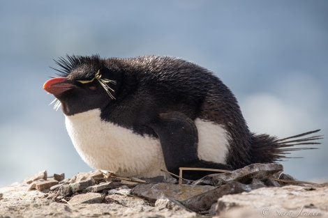 HDSEC-21, Day 18_Bleaker Island - Rockhoppers - Oceanwide Expeditions.jpg