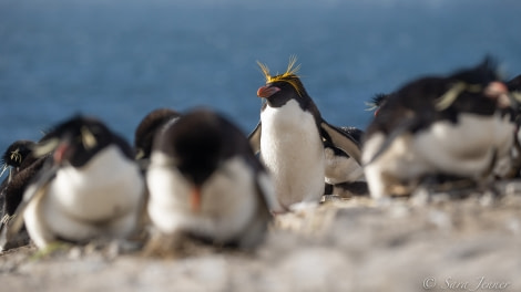 HDSEC-21, Day 18_Bleaker Island - Rockhoppers and Macaroni - Oceanwide Expeditions.jpg