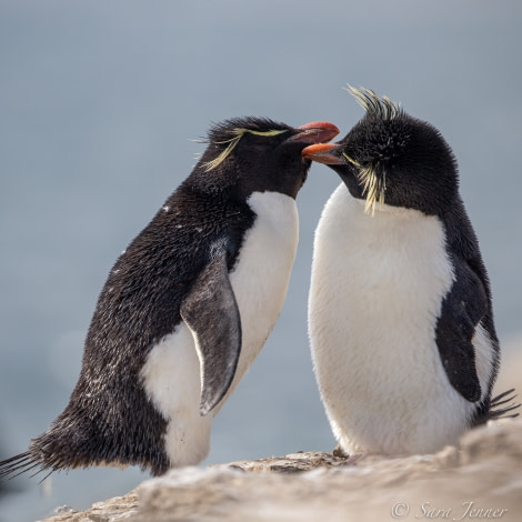 HDSEC-21, Day 18_Bleaker Island -Rockhopper 9 - Oceanwide Expeditions.jpg