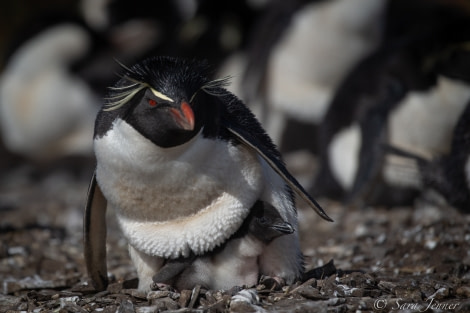 HDSEC-21, Day 18_Bleaker Island -Rockhoppers 4 - Oceanwide Expeditions.jpg