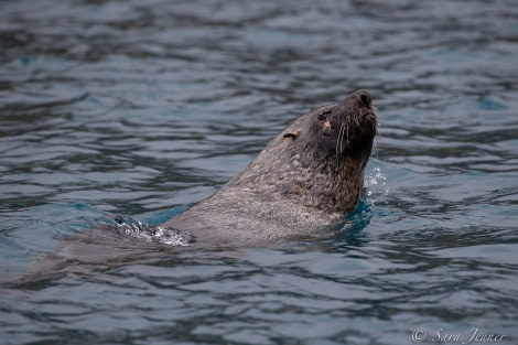 HDSEC-21, Day 14_Right Whale Bay -Fur Seal 3 - Oceanwide Expeditions.jpg