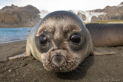 HDSEC-21, Day 13_Gold Harbour- Elephant seal pup - Oceanwide Expeditions.jpg