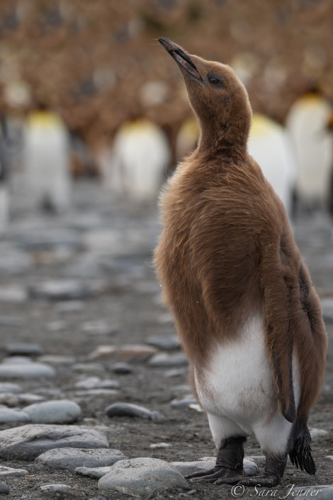 HDSEC-21, Day 13_Gold Harbour -King Penguin Chick - Oceanwide Expeditions.jpg