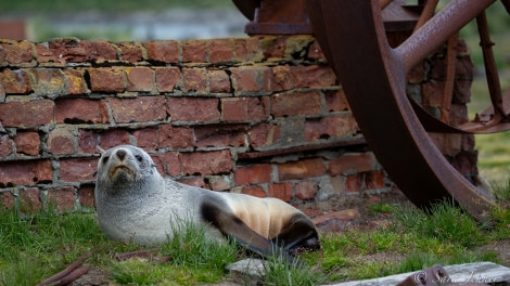 HDSEC-21, Day 13_Ocean Harbour - Female fur seal - Oceanwide Expeditions.jpg