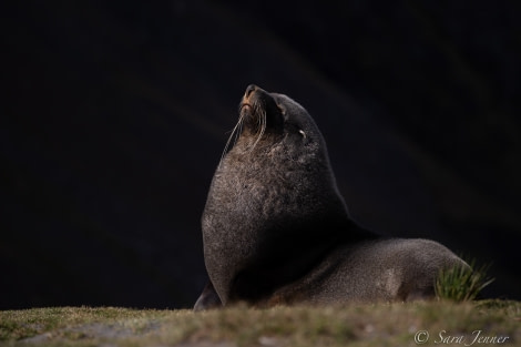 HDSEC-21, Day 13_Ocean Harbour - Fur Seal - Oceanwide Expeditions.jpg