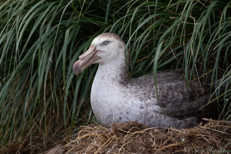 HDSEC-21, Day 13_Ocean Harbour - Nesting Giant Petrel - Oceanwide Expeditions.jpg