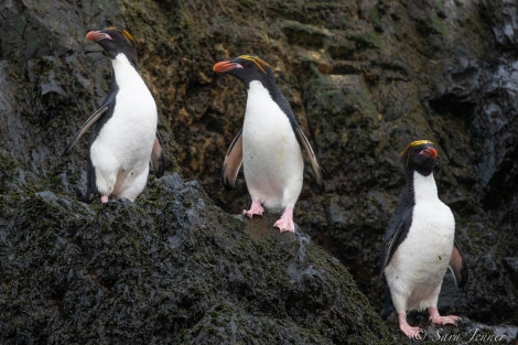 HDSEC-21, Day 14_Elsehul - Macaroni Penguins - Oceanwide Expeditions.jpg