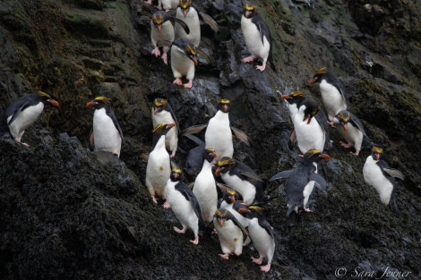 HDSEC-21, Day 14_Elsehul - Macaroni Penguins 1 - Oceanwide Expeditions.jpg