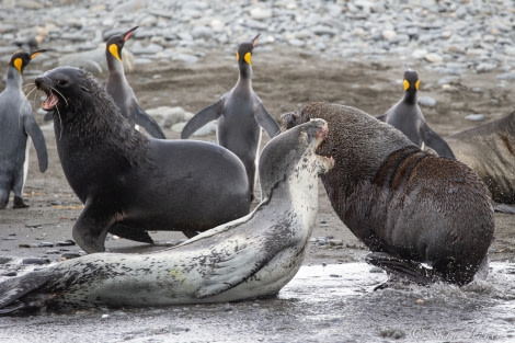 HDSEC-21, Day 11_Salisbury Plain - Leopard Seal 2 - Oceanwide Expeditions.jpg