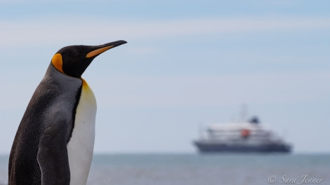 HDSEC-21, Day 12_St Andrews - Penguin and ship - Oceanwide Expeditions.jpg