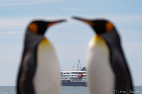 HDSEC-21, Day 12_St Andrews - Penguin and ship 1 - Oceanwide Expeditions.jpg