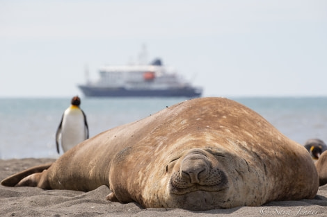 HDSEC-21, Day 12_St Andrews - Seal and ship - Oceanwide Expeditions.jpg