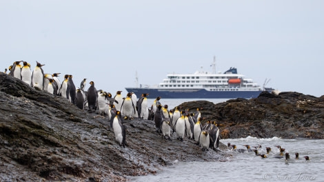 HDSEC-21, Day 12_St Andrews - Ship and Penguins - Oceanwide Expeditions.jpg