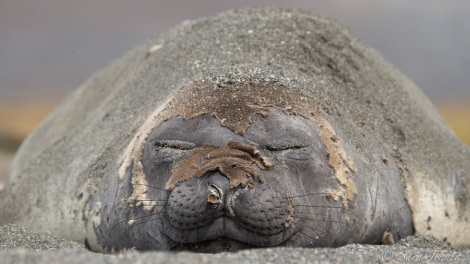 HDSEC-21, Day 12_St Andrews -Elephant seal - Oceanwide Expeditions.jpg