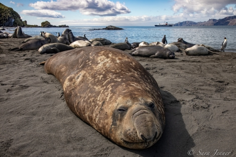 HDSEC-21, Day 13_Gold Harbour -Elephant Seal 3 - Oceanwide Expeditions.jpg