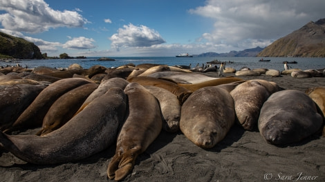 HDSEC-21, Day 13_Gold Harbour -Elephant Seal 4 - Oceanwide Expeditions.jpg