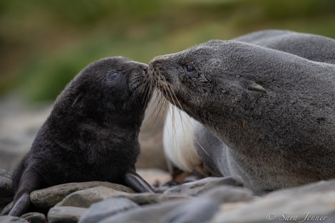 HDSEC-21, Day 10_Gryviken- Fur Seal Pup 1 - Oceanwide Expeditions.jpg