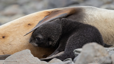 HDSEC-21, Day 10_Gryviken- Fur Seal Pup 3 - Oceanwide Expeditions.jpg