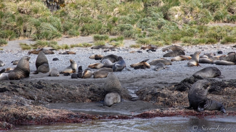 HDSEC-21, Day 11_Rosita - cancelled landing, too many fur seals 1 - Oceanwide Expeditions.jpg