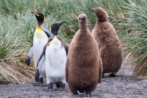 HDSEC-21, Day 11_Salisbury Plain - King Penguins 2 - Oceanwide Expeditions.jpg