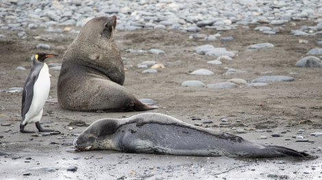 HDSEC-21, Day 11_Salisbury Plain - Leopard Seal 1 - Oceanwide Expeditions.jpg