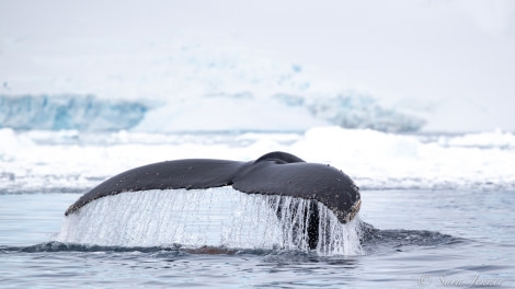 HDSEC-21, Day 4_Orne Harbour- Humpack - Oceanwide Expeditions.jpg