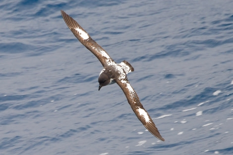 HDSEC-21, Day 6_Cape Petrel-HDSEC-21-ACrowder - Oceanwide Expeditions.jpeg