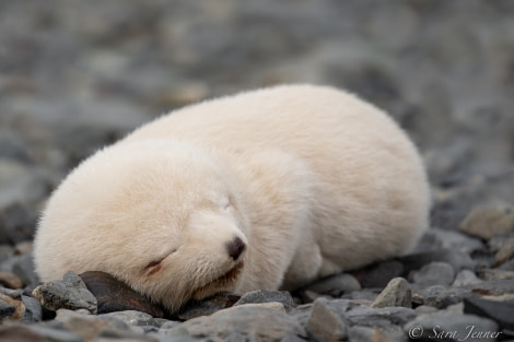 HDSEC-21, Day 10_Gryviken- Blondie seal pup - Oceanwide Expeditions.jpg