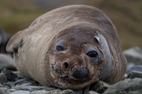 HDSEC-21, Day 10_Gryviken- Elephant Seal 1 - Oceanwide Expeditions.jpg