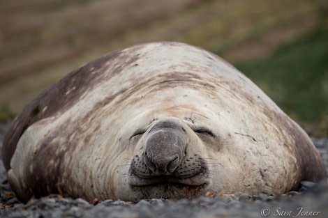 HDSEC-21, Day 10_Gryviken- Elephant Seal 2 - Oceanwide Expeditions.jpg