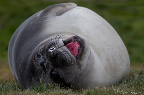 HDSEC-21, Day 10_Gryviken- Elephant seal 3 - Oceanwide Expeditions.jpg