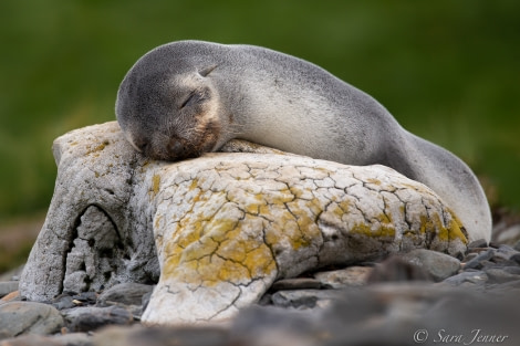 HDSEC-21, Day 10_Gryviken- Fur Seal - Oceanwide Expeditions.jpg