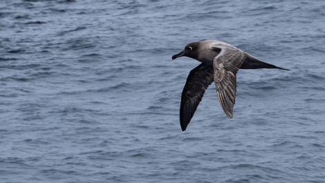 HDSEC-21, Day 3_03_Drake_WhalesBirds-1 - Oceanwide Expeditions.jpg