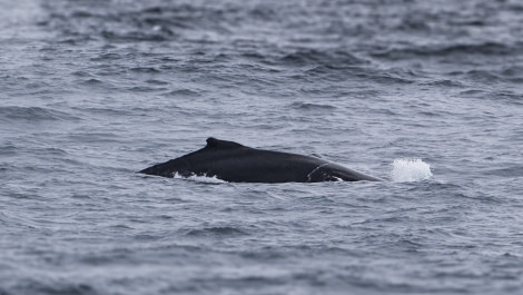 HDSEC-21, Day 3_03_Drake_WhalesBirds-5 - Oceanwide Expeditions.jpg