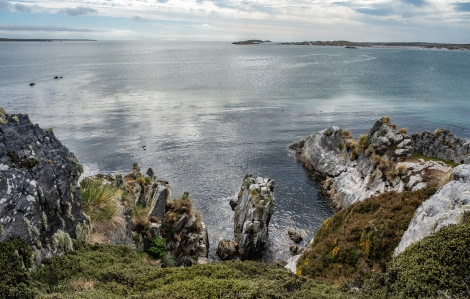 PLAEC-21, Day 18,  Falkland Islands, Gypsy Cove © Laura Mony - Oceanwide ExpeditionsL.jpg