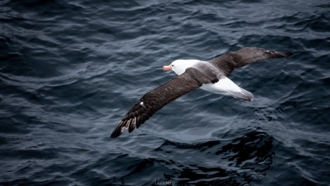 Black-browed albatross © Laura Mony - Oceanwide Expeditions.jpg
