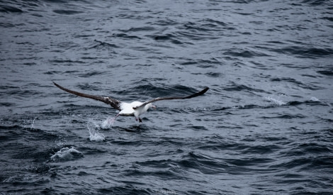 PLAEC-21, Day 19, Wandering albatross © Laura Mony - Oceanwide Expeditions.jpg