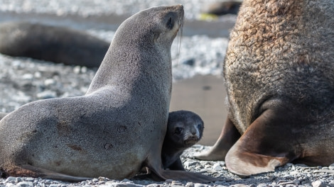 PLAEC-21, Day 14, Fur seal, Stromness © Pippa Low - Oceanwide Expeditions.jpg