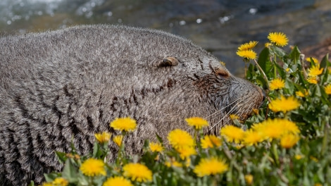 PLAEC-21, Day 14, Grytviken, fur seal ©Pippa Low - Oceanwide Expeditions.jpg