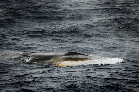 PLAEC-21, Day 15, Humpback whales © Unknown Photographer - Oceanwide Expeditions.jpg