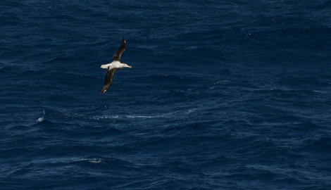 PLAEC-21, Day 15, Wandering albatross © Unknown Photographer - Oceanwide Expeditions.jpg