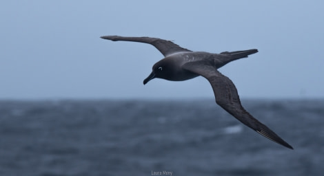 Light-mantled albatross © Laura Mony - Oceanwide Expeditions.jpg