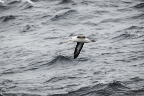 PLAEC-21, Day 10, Black-browed albatross © Unknown Photographer - Oceanwide Expeditions.jpg