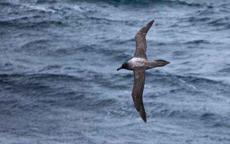 PLAEC-21, Day 10, Light-mantled albatross © Laura Mony - Oceanwide Expeditions.jpg