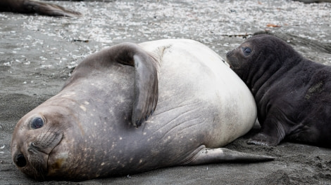 Elephant seals © Pippa Low - Oceanwide Expeditions.jpg