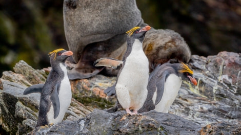 PLAEC-21, Day 13, Macaroni penguins, Cooper Bay © Pippa Low - Oceanwide Expeditions.jpg