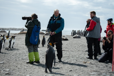 PLAEC-21, Day 13, St Andrews Bay, South Georgia © Laura Mony - Oceanwide Expeditions (1).jpg