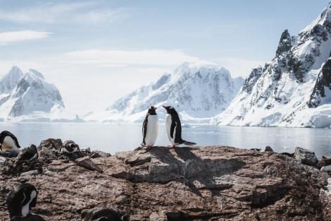 PLAEC-21, Day 7, Gentoo penguins © Unknown Photographer - Oceanwide Expeditions.jpg