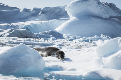 PLAEC-21, Day 7, Leopard Seal © Unknown Photographer - Oceanwide Expeditions.jpg